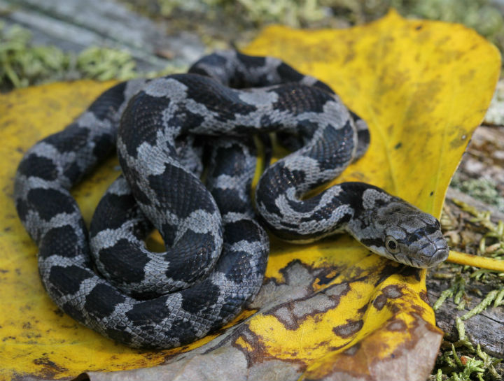 Black Rat Snake